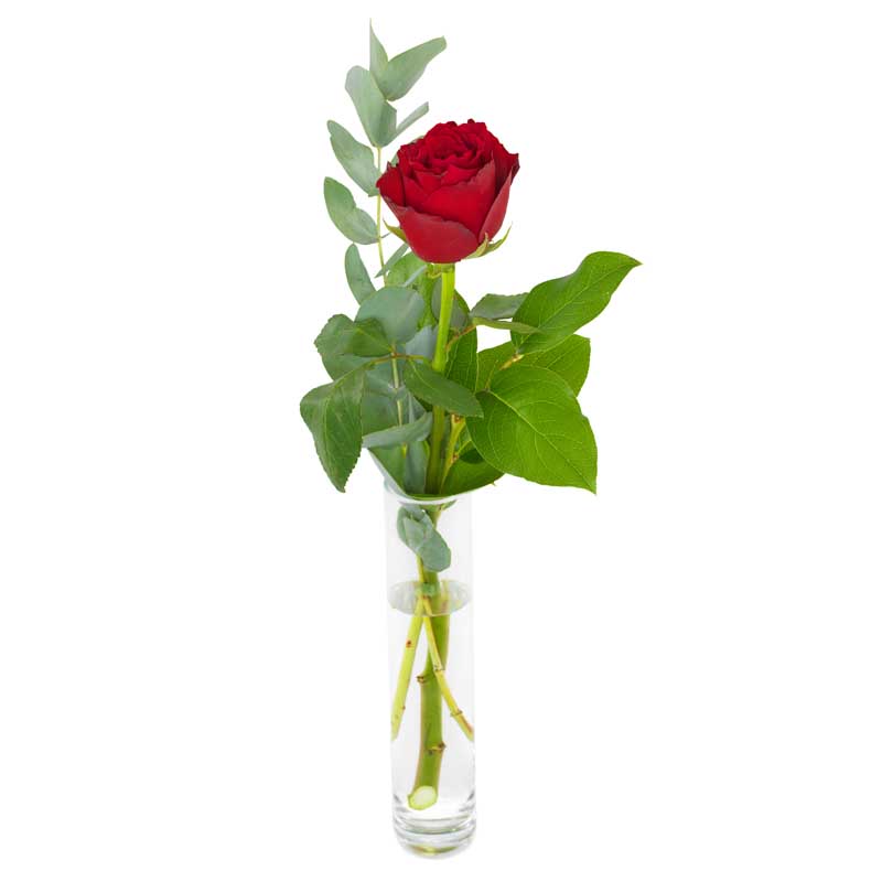 En enkel röd ros och gröna blad. Skicka den med ett blomsterbud från Euroflorist!