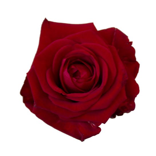 En lång, röd ros. Välj själv antal rosor du vill skicka! Alternativet finns hos Interflora.