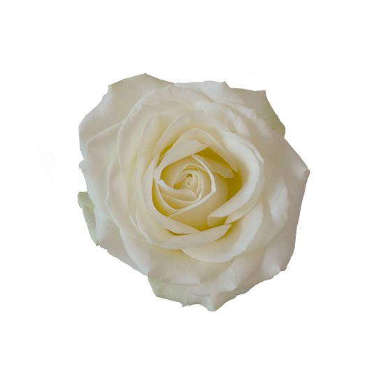 Vit ros. Välj själv hur många vita rosor du vill skicka. Ett alternativ hos Interflora.