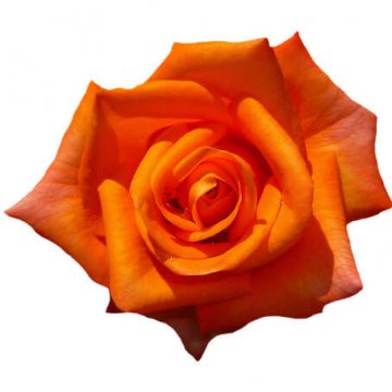 Orange ros, Florister i Sverige. Bestäm antal rosor själv - välj mellan buketter med tre, fyra, fem eller sju orange rosor!