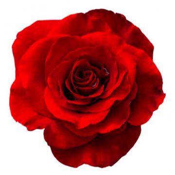 Röda rosor - bestäm antal själv. Skicka blommorna med bud via Florister i Sverige