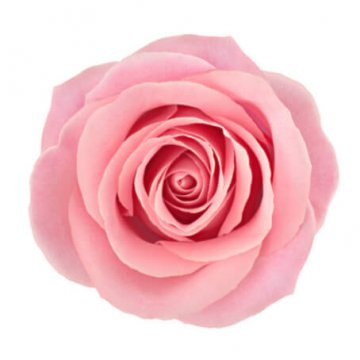 Rosa ros - skicka tre, fyra, fem eller sju rosor med bud via Florister i Sverige