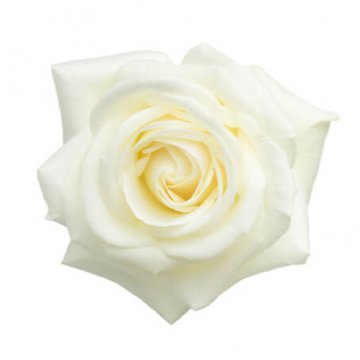 Vit ros, Florister i Sverige. Välj mellan buketter med tre, fyra, fem eller sju vita rosor.