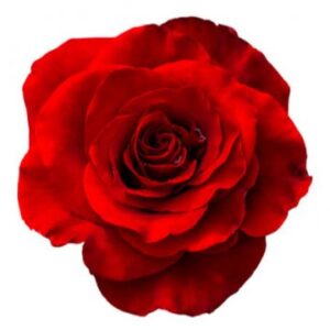 Röd ros - välj bland olika antal rosor. Beställ hos Florister i Sverige!